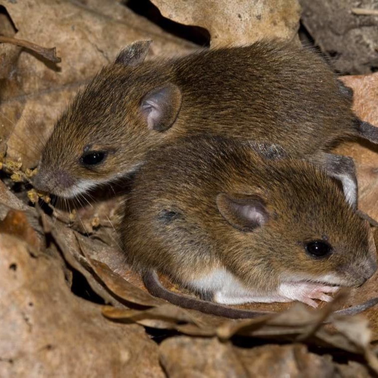 Уничтожения мышей в частном доме в Челябинске?