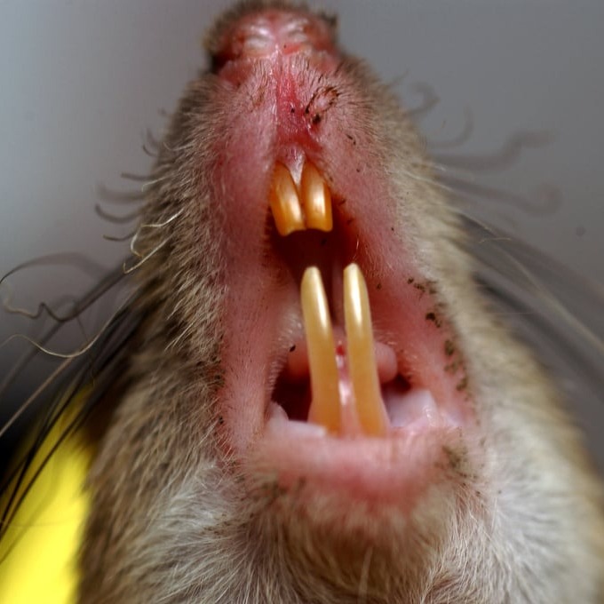 Дератизация крыс в Челябинске?